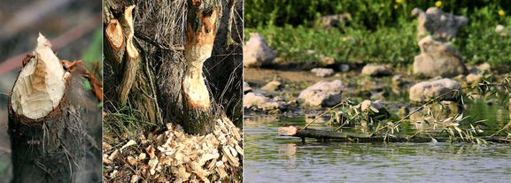 120727 montage travail de Castor