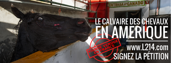 banniere-enquete-chevaux-711px