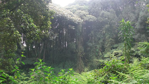 Forêt tropicale