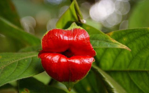 red-lips-plant.jpg