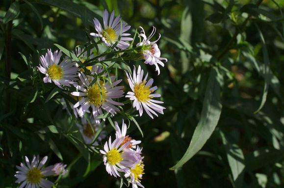 131013 PK5 2572 asters JThomas