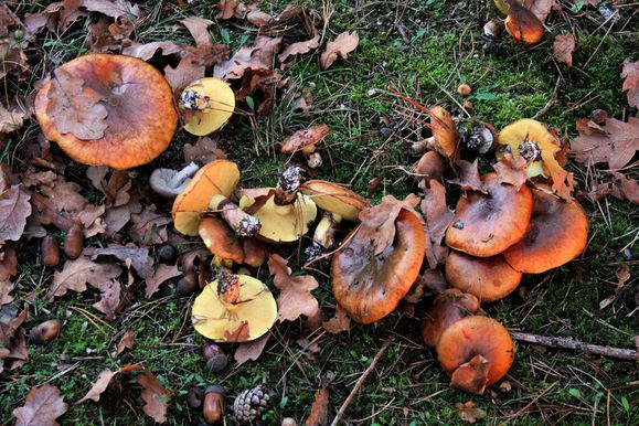 111113 (73) Suillus luteus