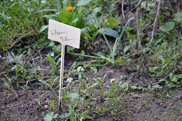 fleurs---Blumen-copie-1.jpg