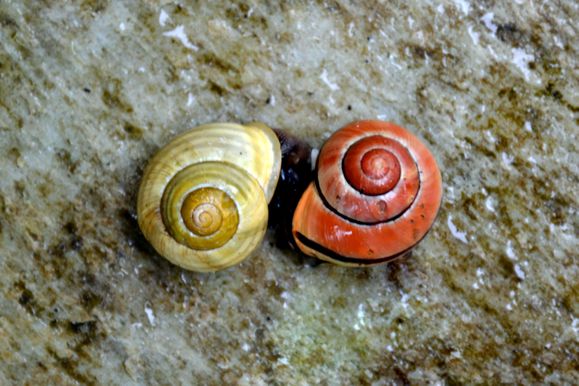 escargots-feuille-retiree.jpg