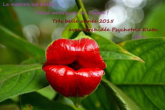 orchidée bisous 2015