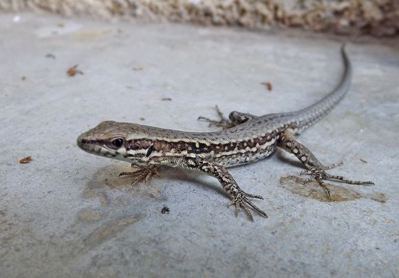 LEZARD-copie-2.JPG