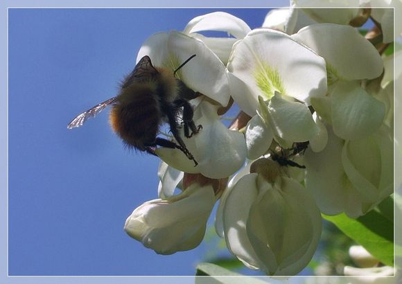 INSECTE ACACIA (2)