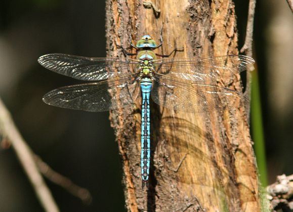 110605 (50) Anax imperator M