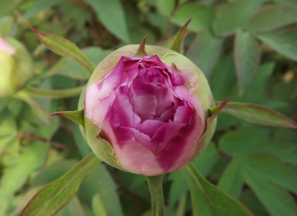 Floraison Pivoines 20 Mars 2014 (4)