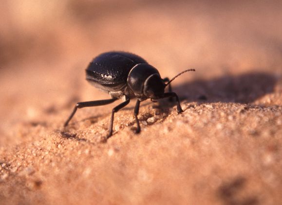 scarabé des sable Sahara du Niger