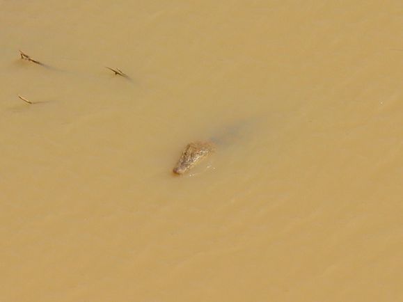 Crocodile guekta de matmata Sahara de Mauritanie