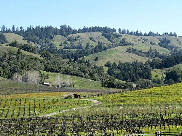 vignoble