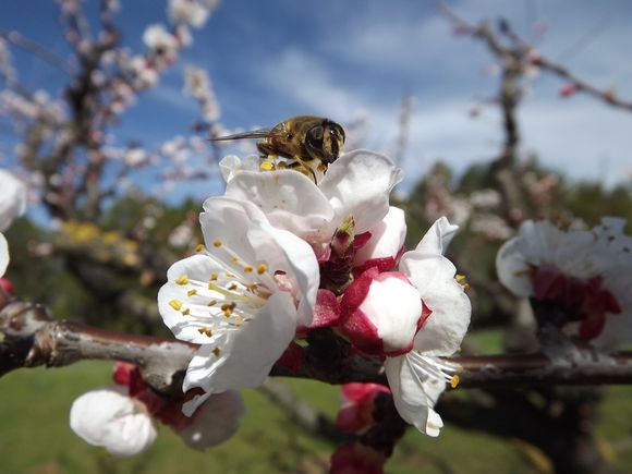 ABRICOTIERS EN FLEURS MARS 2013 PROVENCE (2)