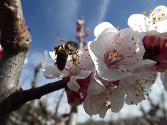 ABRICOTIERS EN FLEURS MARS 2013 PROVENCE (7)