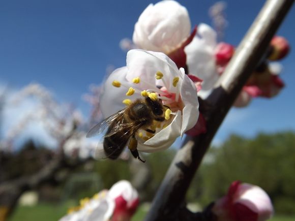 ABRICOTIERS EN FLEURS MARS 2013 PROVENCE (9)