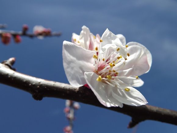 ABRICOTIERS EN FLEURS MARS 2013 PROVENCE