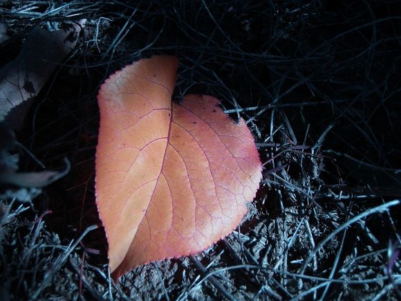 FEUILLE ABRICOTIER