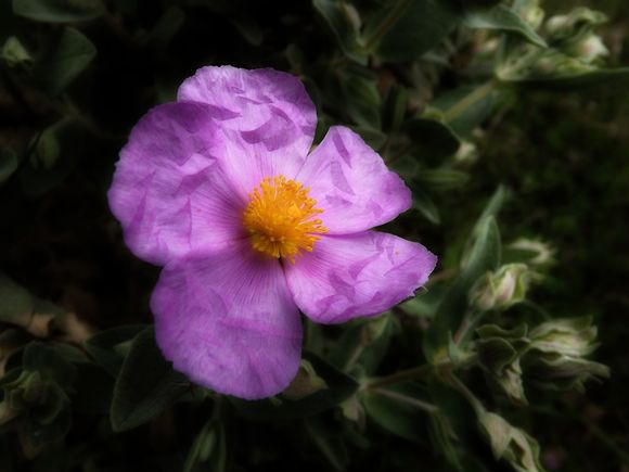 CISTE-PROVENCE.jpg