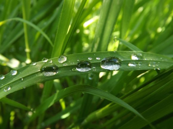 MACRO GOUTTES 1