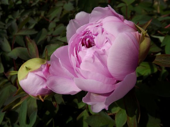 FLORAISON PIVOINES ACTE 3 (2)