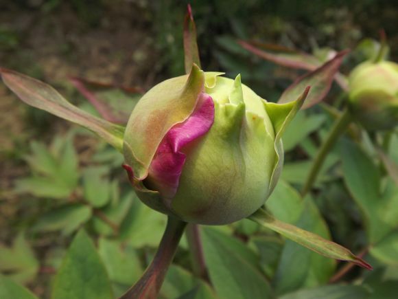 Floraison Pivoines 20 Mars 2014 (6)