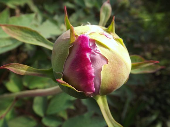 Floraison Pivoines 20 Mars 2014