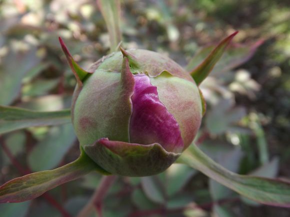 PIVOINES (3)