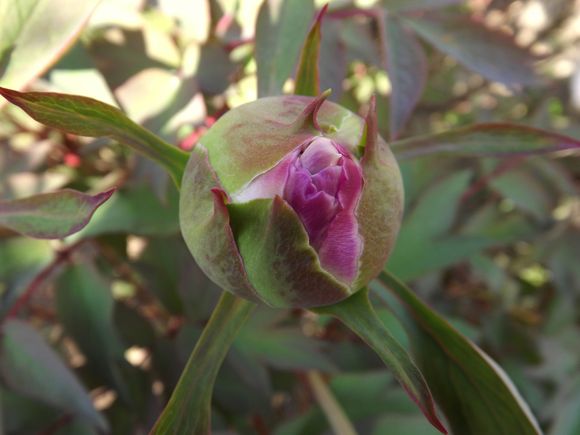 PIVOINES (4)