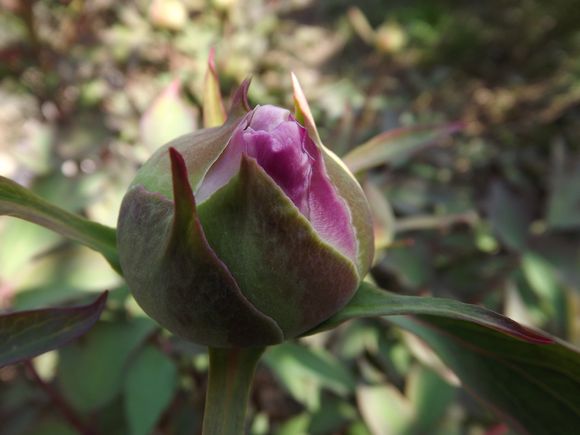 PIVOINES (5)