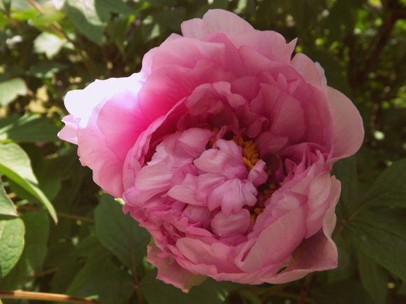 PIVOINES (12)