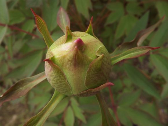 PIVOINES--3-.JPG