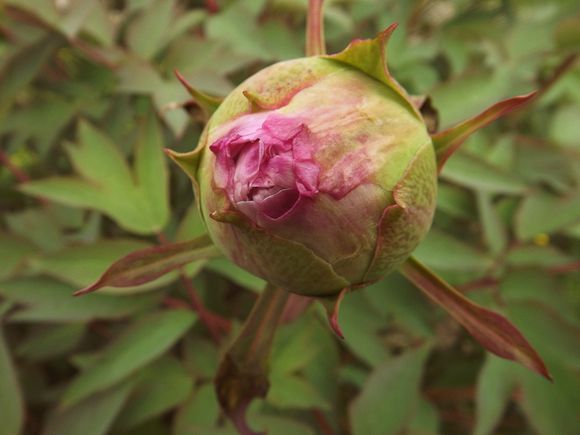 PIVOINES (7)
