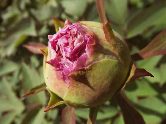 PIVOINES (8)