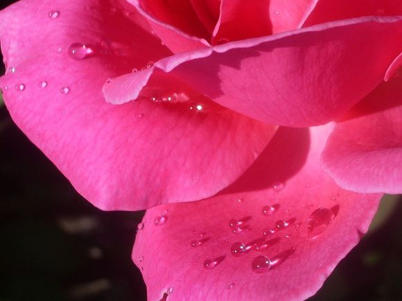 PERLES DE PLUIE SUR ROSE