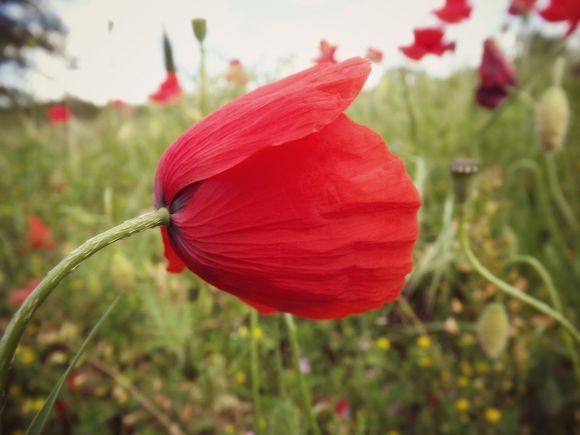 COQUELICOT.jpg