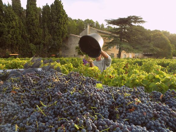 VENDANGES LANGUEDOC