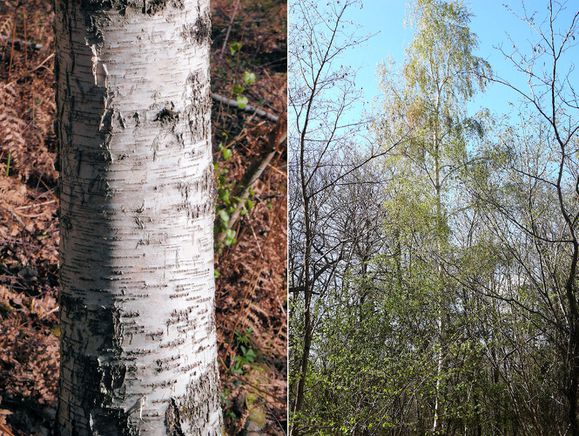 120411 (234) montage Betula pendula