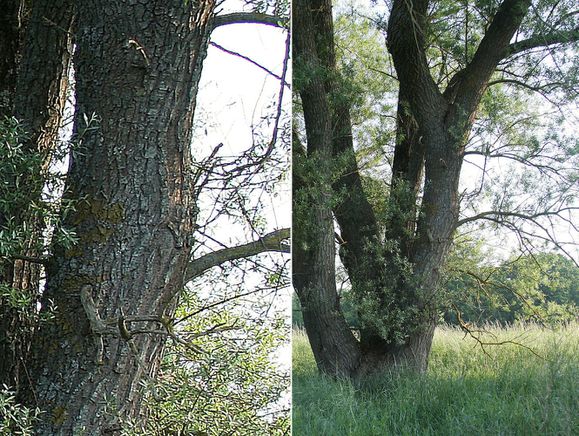 B3 080523 Salix alba