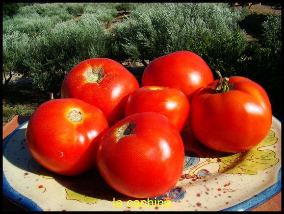 tomates-jardin--3-.JPG