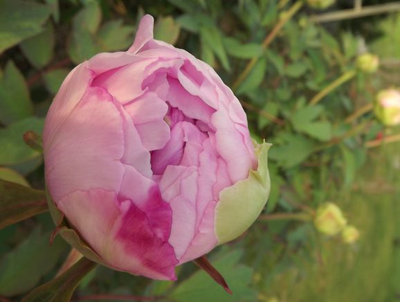 Floraison Pivoines 20 Mars 2014 (8)