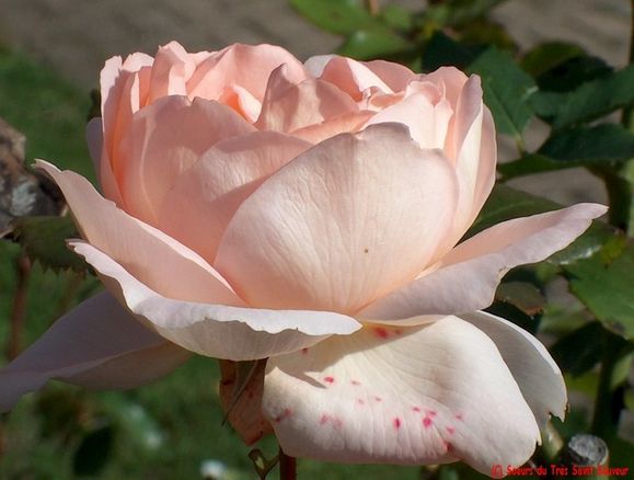 Rose_a_effeuiller.jpg
