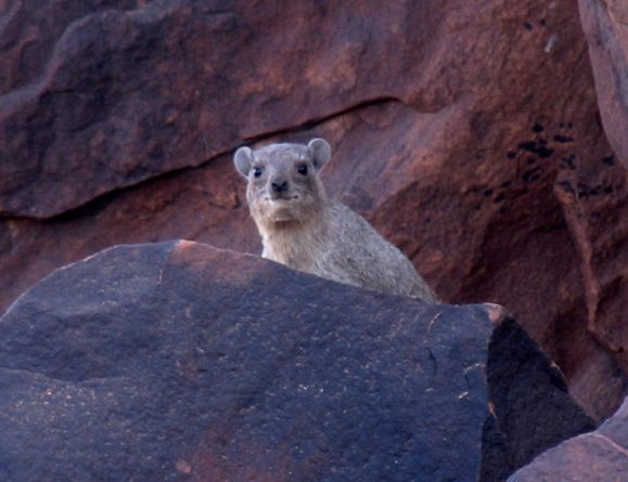 Daman des rocher Sahara de Mauritanie près de Tidjikja