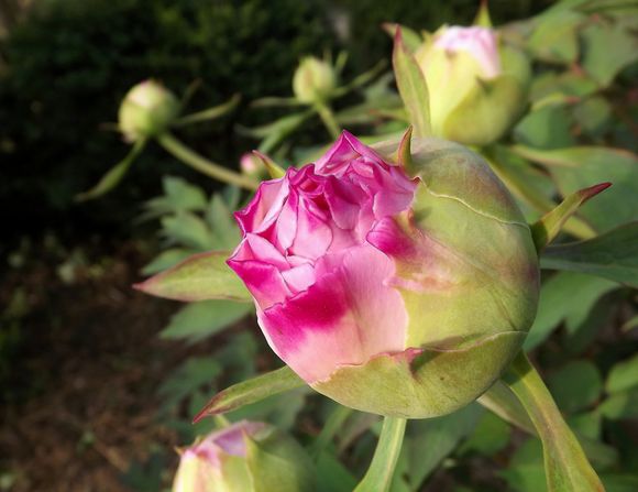 Floraison Pivoines 20 Mars 2014 (3)