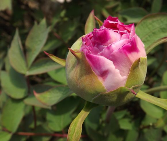 Floraison Pivoines 20 Mars 2014 (2)
