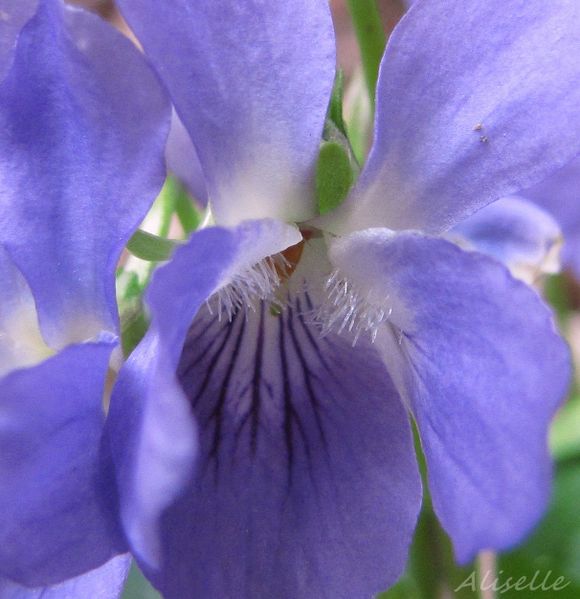 Violette-03-2010-d.jpg