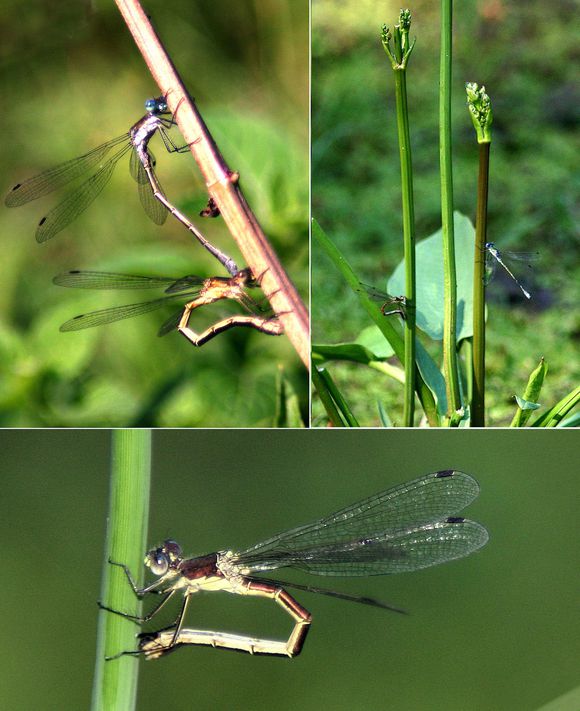 060629 073 Lestes dryas montage ponte