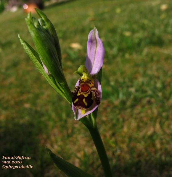 ophrys-abeille-2-fanal.jpg