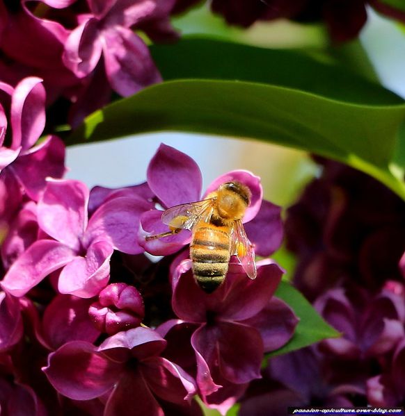 Lilas et les abeilles (2)