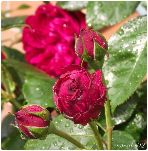 roses-d-ete_.jpg