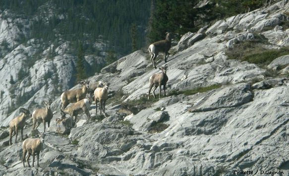 Mountains-goats-avant-Jasper.jpg